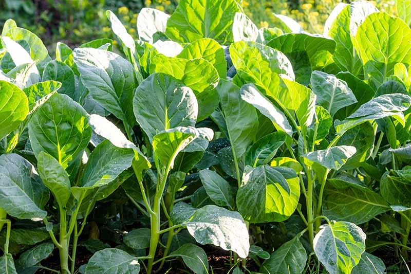 How to Grow and Use Chinese Broccoli