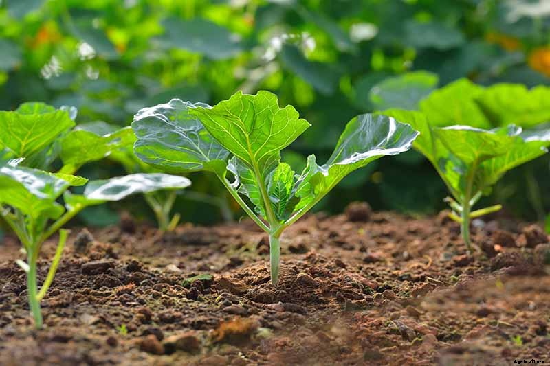 How to Grow and Use Chinese Broccoli