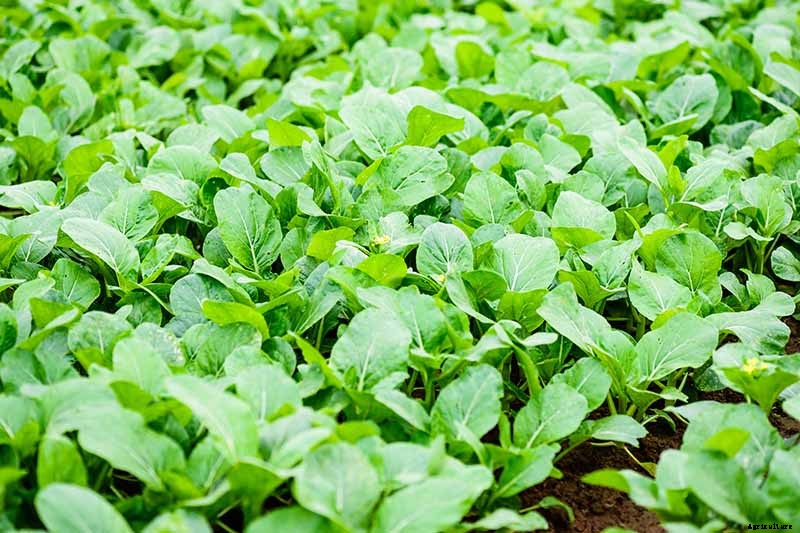 How to Grow and Use Chinese Broccoli