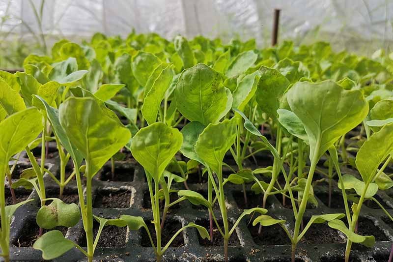 How to Grow and Use Chinese Broccoli