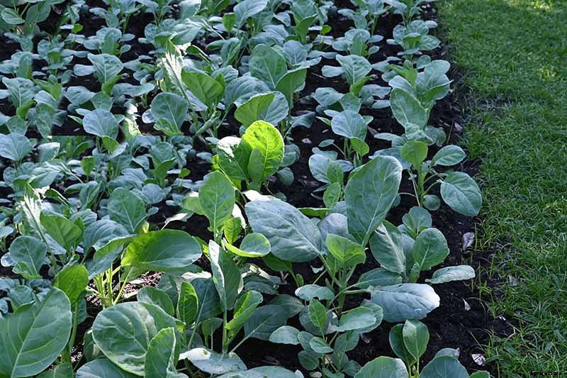 How to Grow and Use Chinese Broccoli