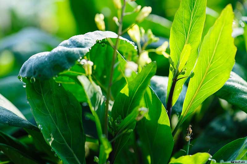 How to Grow and Use Chinese Broccoli