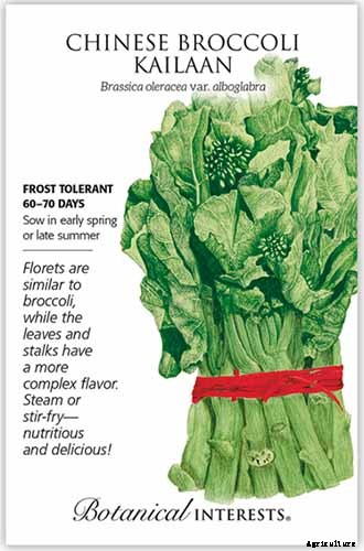 How to Grow and Use Chinese Broccoli