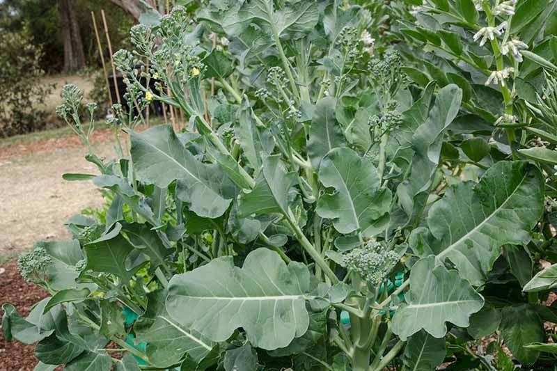 How to Grow and Use Chinese Broccoli