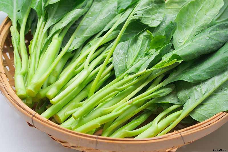 How to Grow and Use Chinese Broccoli
