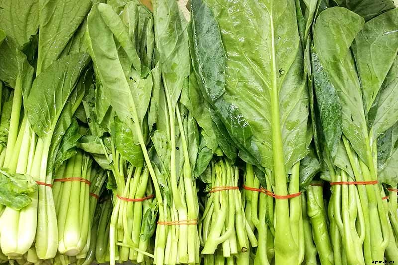 How to Grow and Use Chinese Broccoli