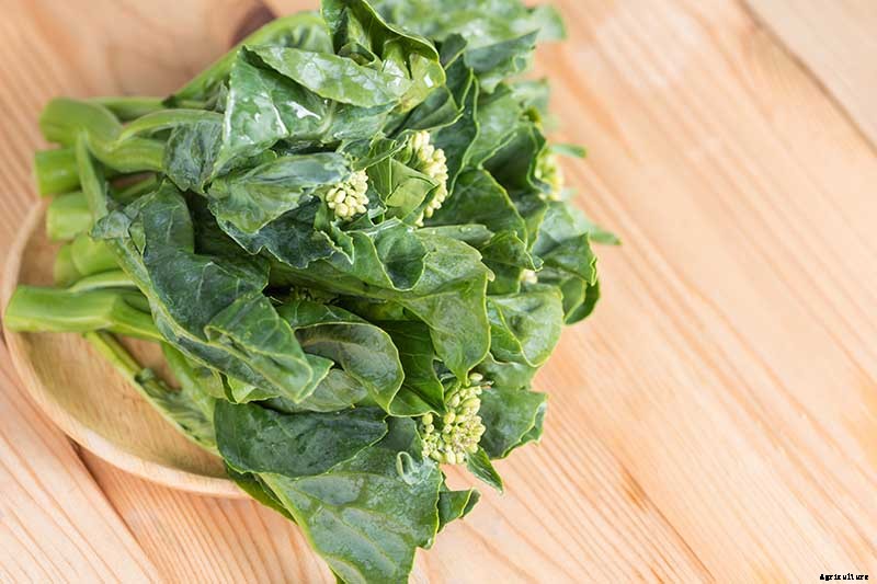 How to Grow and Use Chinese Broccoli