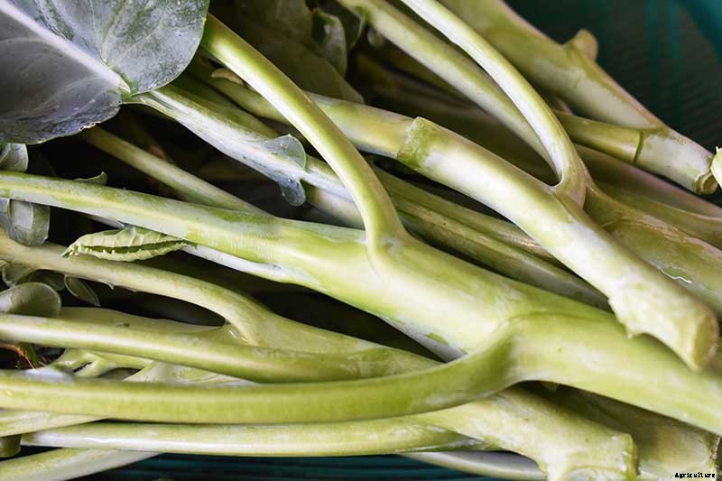 How to Grow and Use Chinese Broccoli