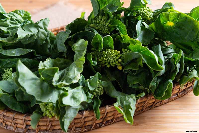 How to Grow and Use Chinese Broccoli