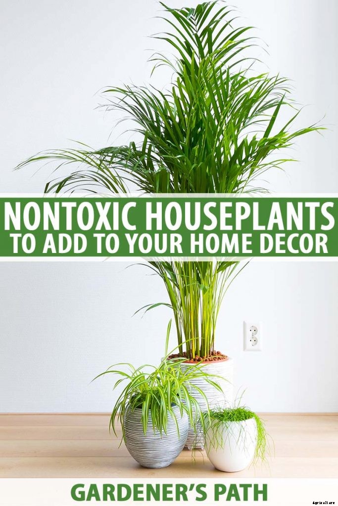 Add These 5 Nontoxic Houseplants to Your Home Decor ASAP