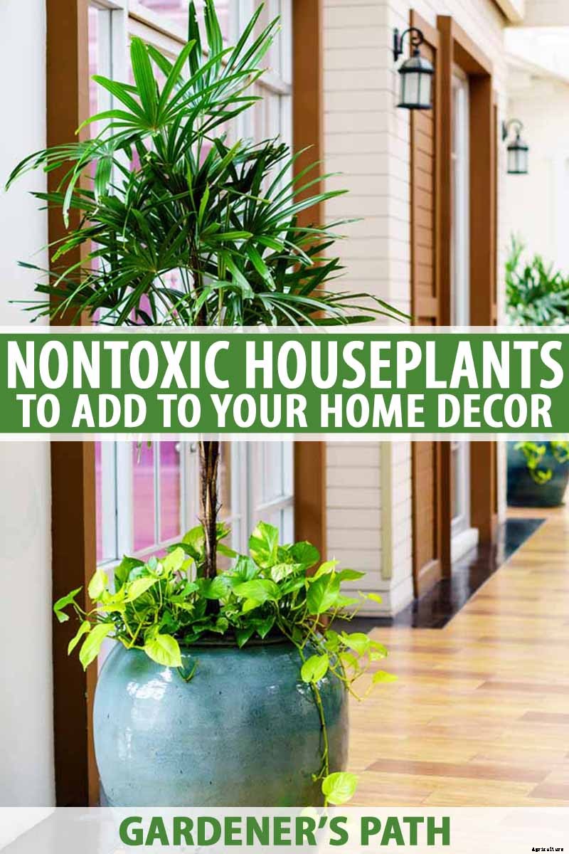 Add These 5 Nontoxic Houseplants to Your Home Decor ASAP