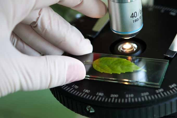 Add These 5 Nontoxic Houseplants to Your Home Decor ASAP