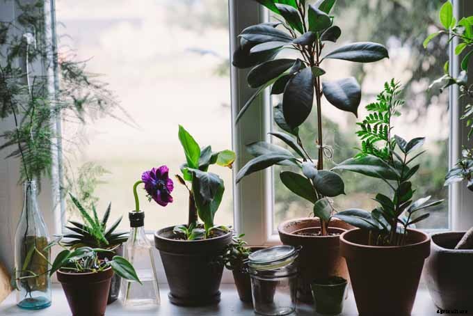 Add These 5 Nontoxic Houseplants to Your Home Decor ASAP