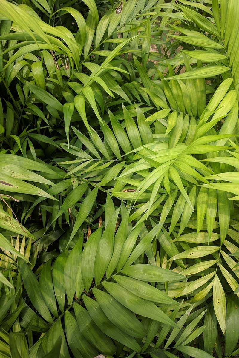 Add These 5 Nontoxic Houseplants to Your Home Decor ASAP