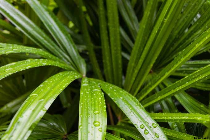 Add These 5 Nontoxic Houseplants to Your Home Decor ASAP