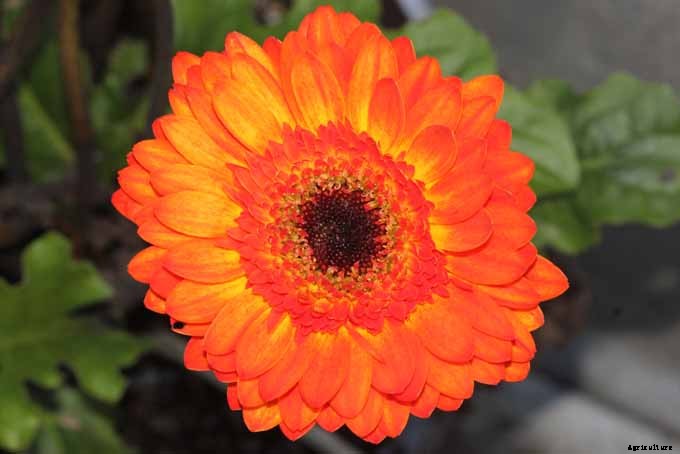 Add These 5 Nontoxic Houseplants to Your Home Decor ASAP