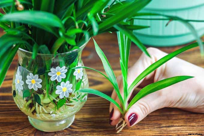 Add These 5 Nontoxic Houseplants to Your Home Decor ASAP