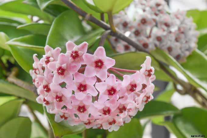 Add These 5 Nontoxic Houseplants to Your Home Decor ASAP