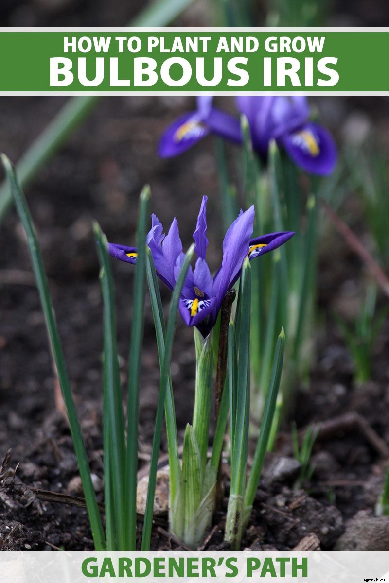 Tips for Growing Bulbous Iris in the Garden