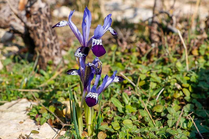 Tips for Growing Bulbous Iris in the Garden