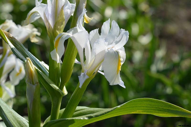 Tips for Growing Bulbous Iris in the Garden
