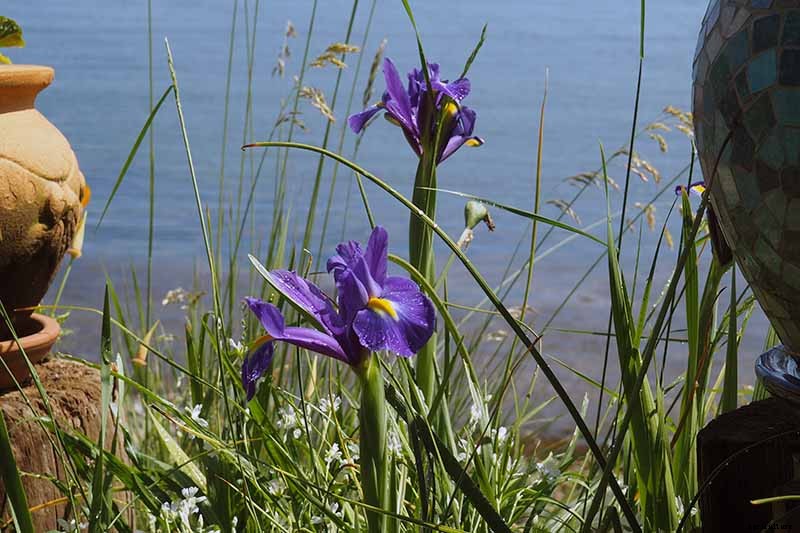 Tips for Growing Bulbous Iris in the Garden
