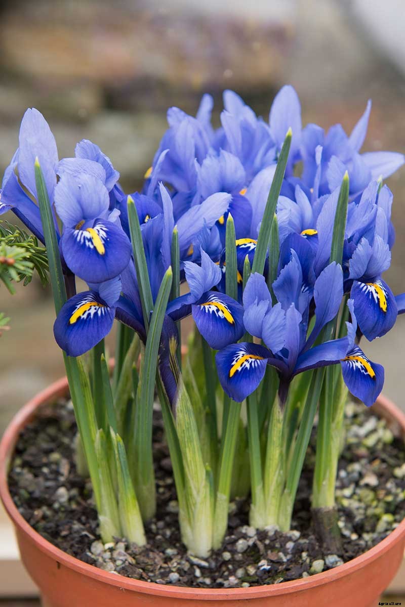 Tips for Growing Bulbous Iris in the Garden