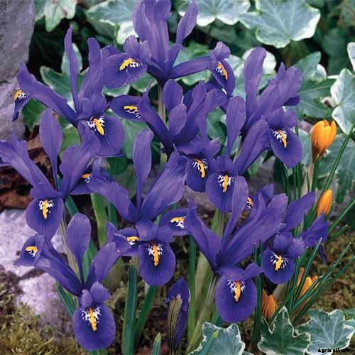Tips for Growing Bulbous Iris in the Garden
