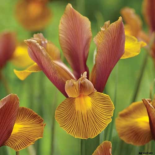 Tips for Growing Bulbous Iris in the Garden