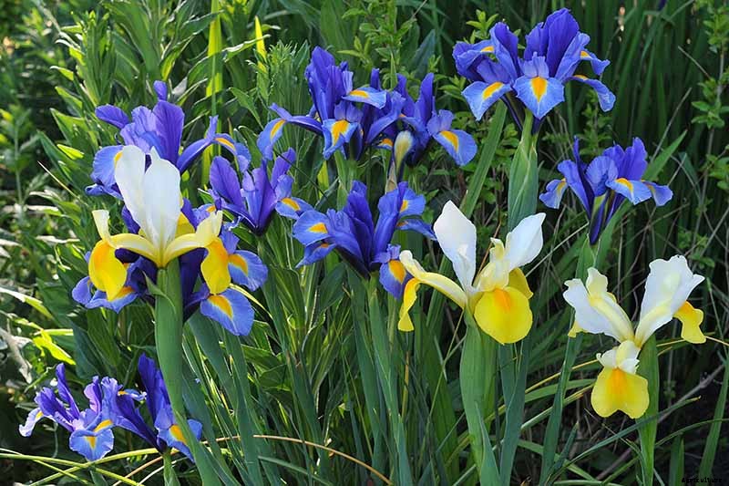 Tips for Growing Bulbous Iris in the Garden
