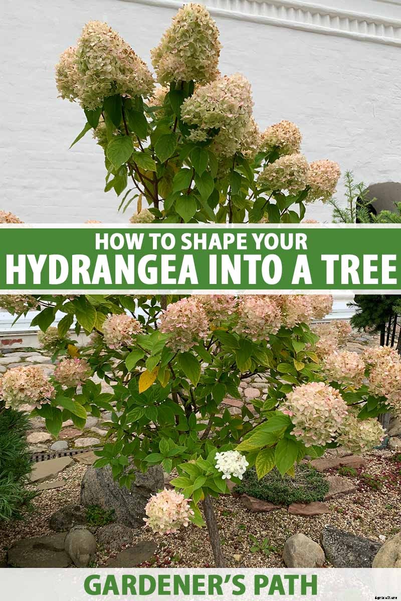 How to Shape Your Hydrangea into a Tree