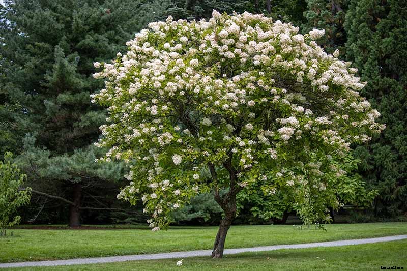 How to Shape Your Hydrangea into a Tree