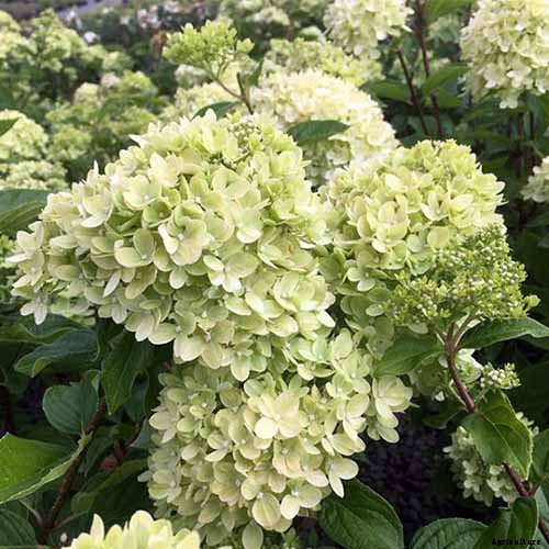 How to Shape Your Hydrangea into a Tree