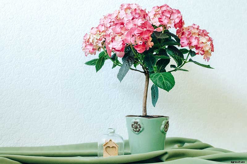 How to Shape Your Hydrangea into a Tree