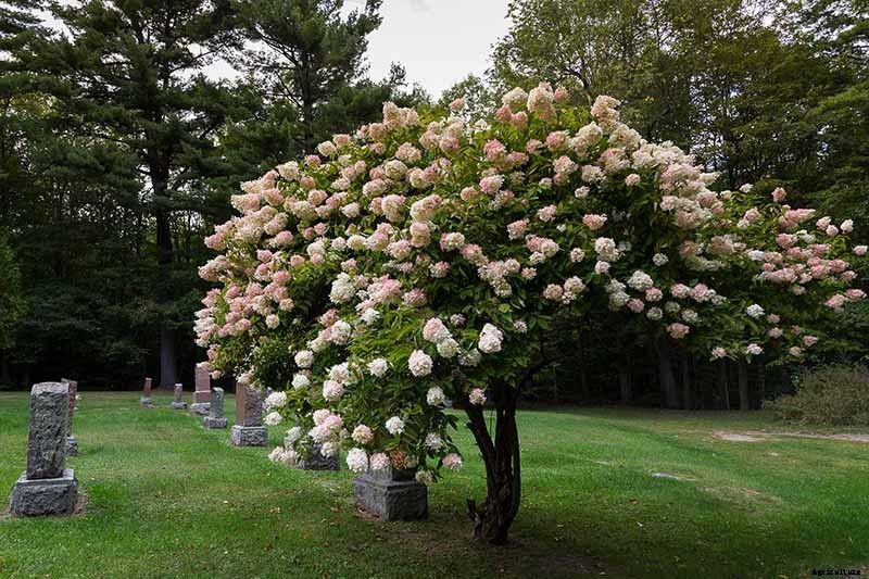 How to Shape Your Hydrangea into a Tree
