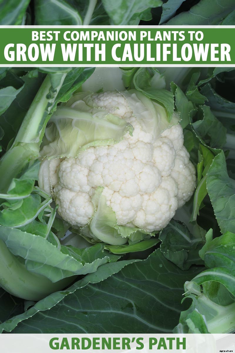 13 of the Best Cauliflower Companions