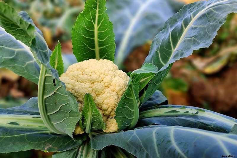 13 of the Best Cauliflower Companions