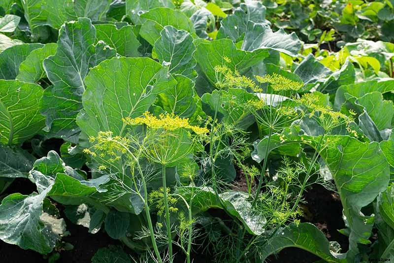 13 of the Best Cauliflower Companions