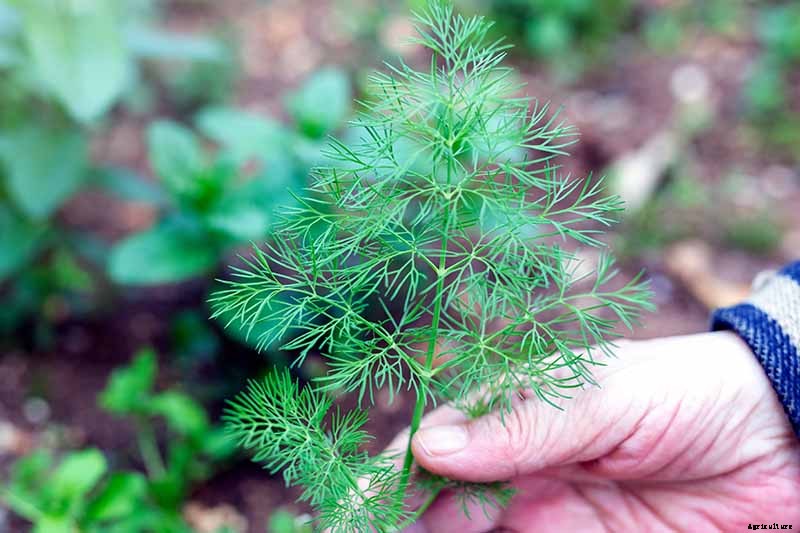 13 of the Best Cauliflower Companions