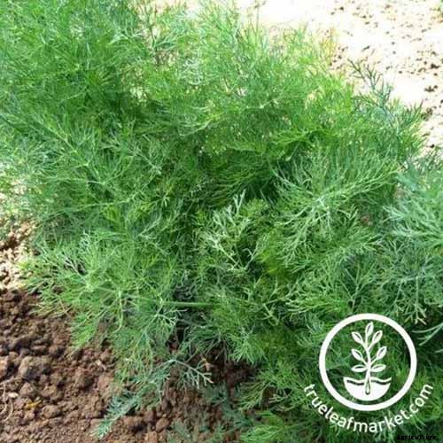 13 of the Best Cauliflower Companions