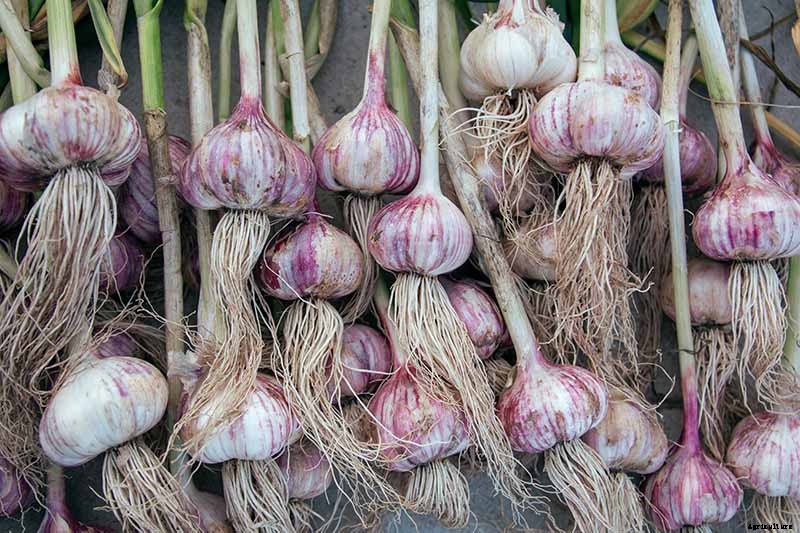 13 of the Best Cauliflower Companions