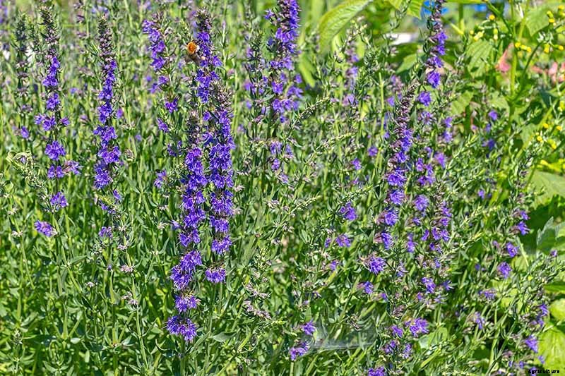 13 of the Best Cauliflower Companions