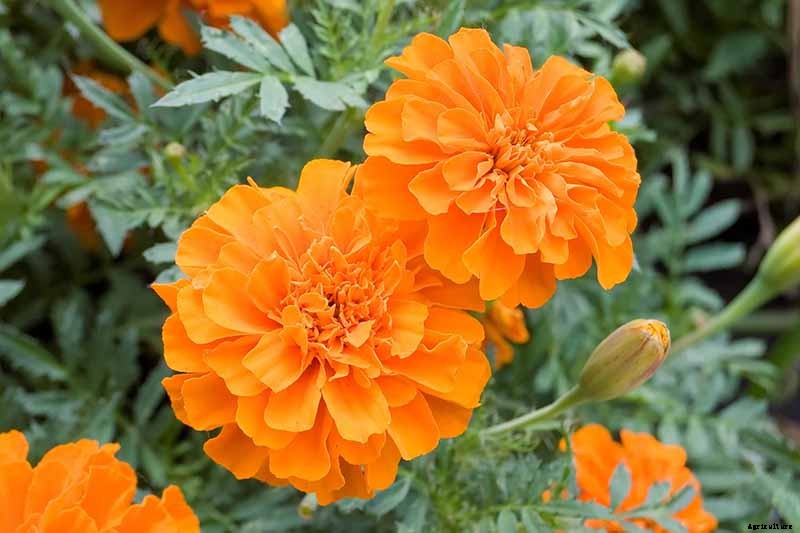 13 of the Best Cauliflower Companions