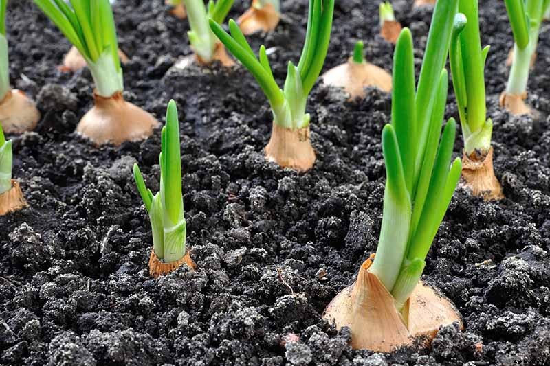 13 of the Best Cauliflower Companions