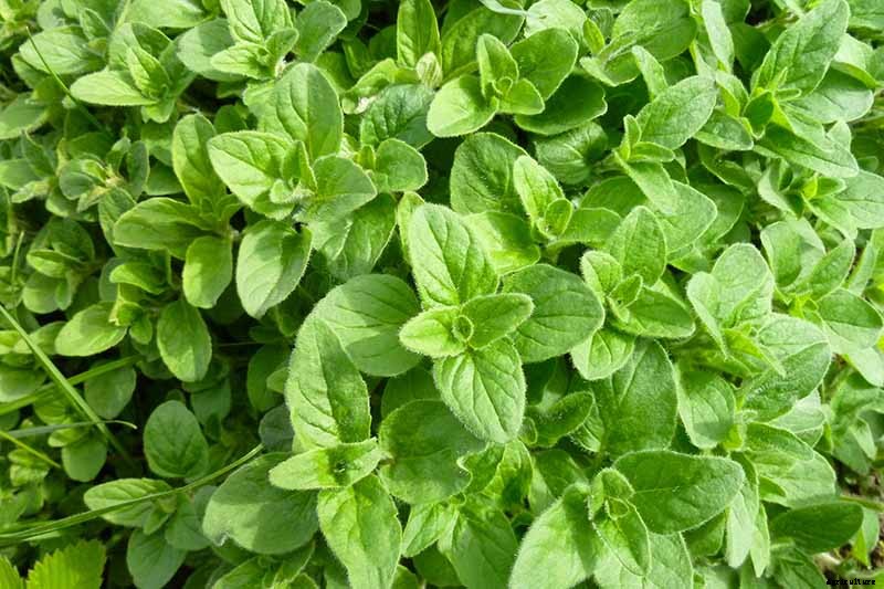 13 of the Best Cauliflower Companions