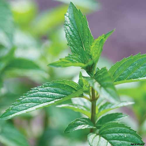 13 of the Best Cauliflower Companions