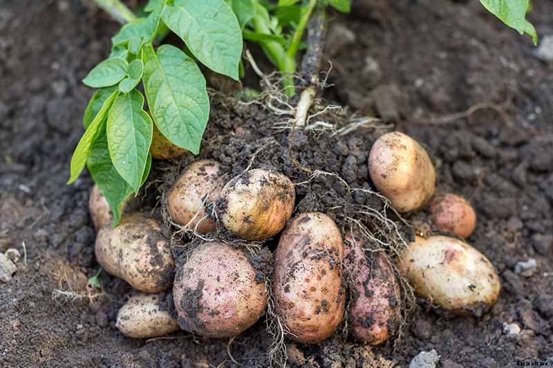 13 of the Best Cauliflower Companions