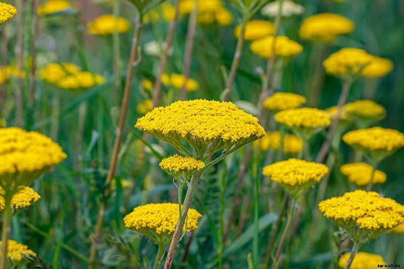 13 of the Best Cauliflower Companions