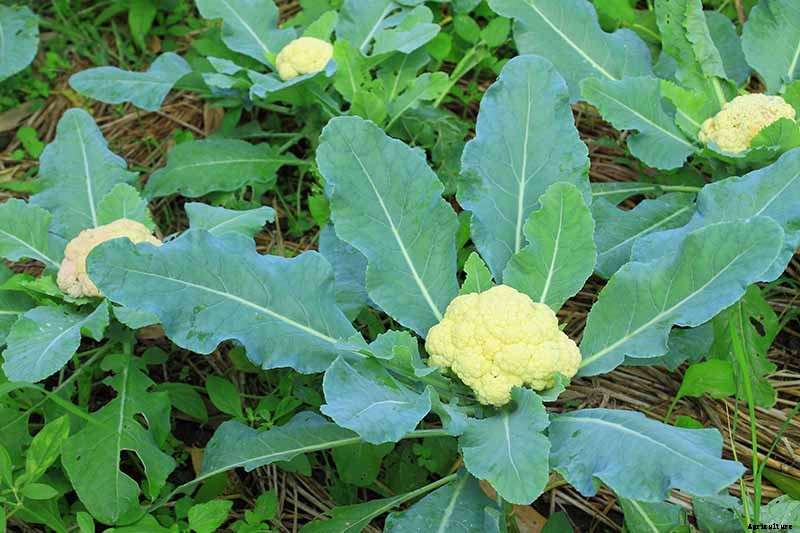 13 of the Best Cauliflower Companions