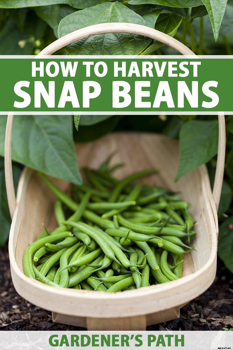Harvesting Snap Beans: When and How to Pick Them